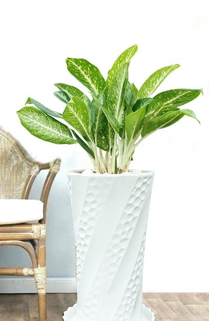 Cây trồng trong nhà │ Cây Huy Hoàng - Cây phong thủy hợp với tất cả các Mệnh 3