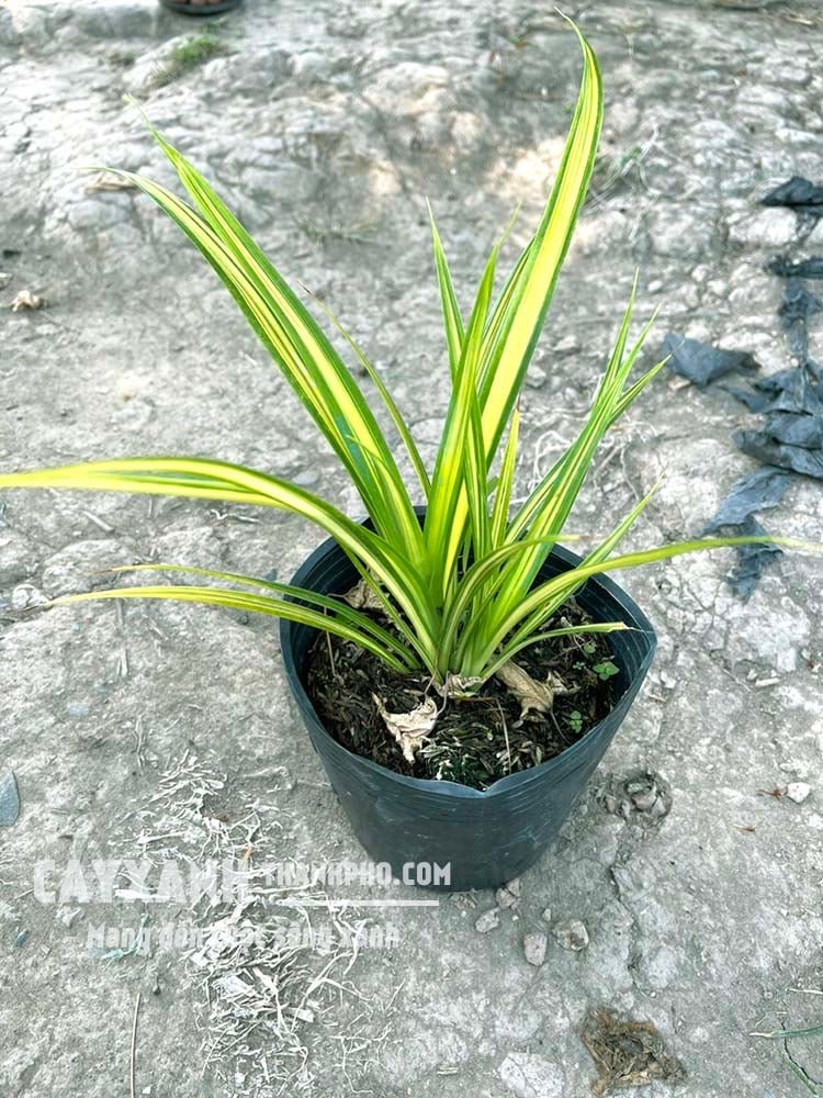 Cây chịu nắng - Dứa sọc vàng (Dứa vạn phát) trồng sân vườn đẹp!