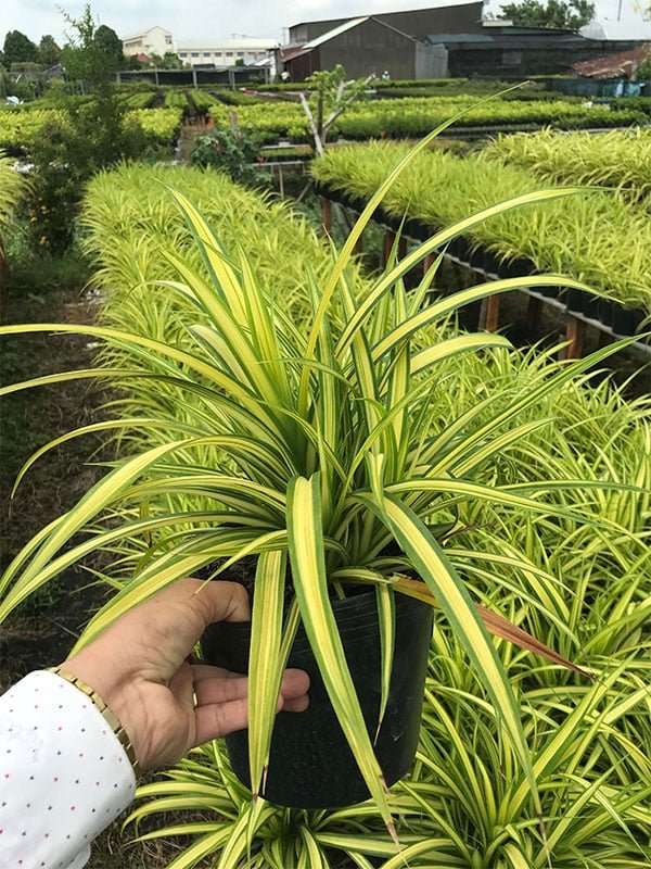 Cây chịu nắng  - Dứa sọc vàng (Dứa vạn phát) trồng sân vườn đẹp! 2