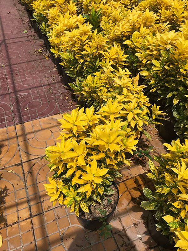 Cây chịu nắng - Cây vàng bạc cho không gian sáng rực 2