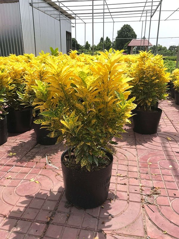 Cây chịu nắng - Cây vàng bạc cho không gian sáng rực 3