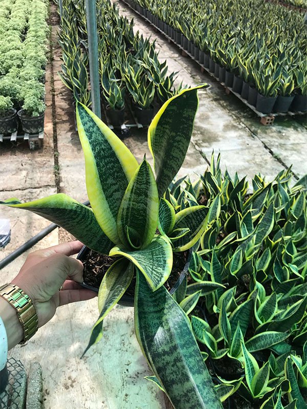 Cây để bàn văn phòng │ Lưỡi Hổ Thái (Size nhỏ)