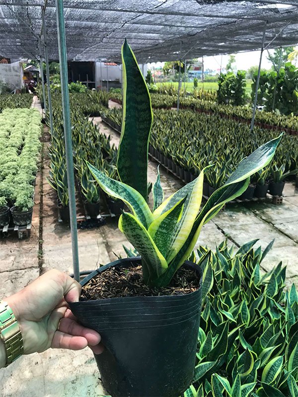 Cây để bàn văn phòng │ Lưỡi Hổ Thái (Size nhỏ) 2