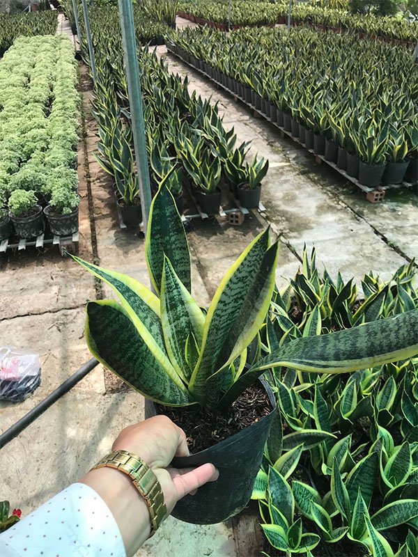 Cây để bàn văn phòng │ Lưỡi Hổ Thái (Size nhỏ) 3
