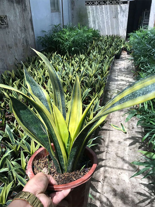 Cây phong thủy trồng trong nhà │ Cây Lưỡi Hổ Hoàng Kim (Size nhỏ) – Cây Để Bàn Đẹp - Ấn Tượng