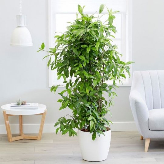 Cây Trúc nhật 3