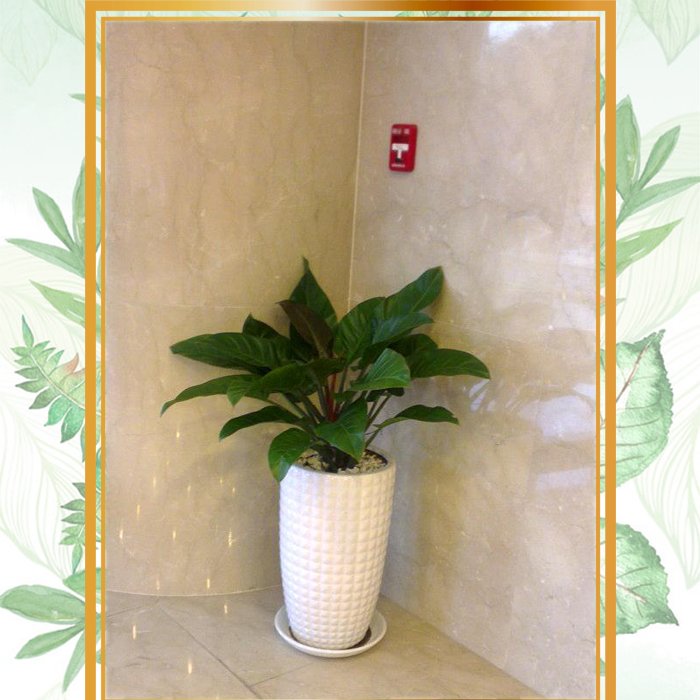 Cây Trầu bà Đế vương đỏ