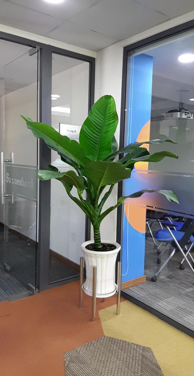 Cây Đại phú gia 3