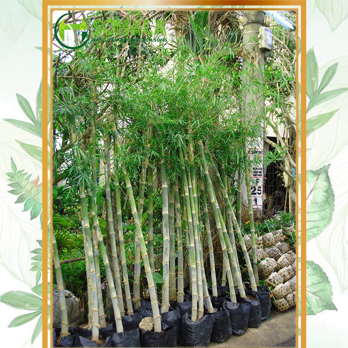 Cây cảnh trồng ngoài trời: Giải pháp xanh cho không gian sống 2