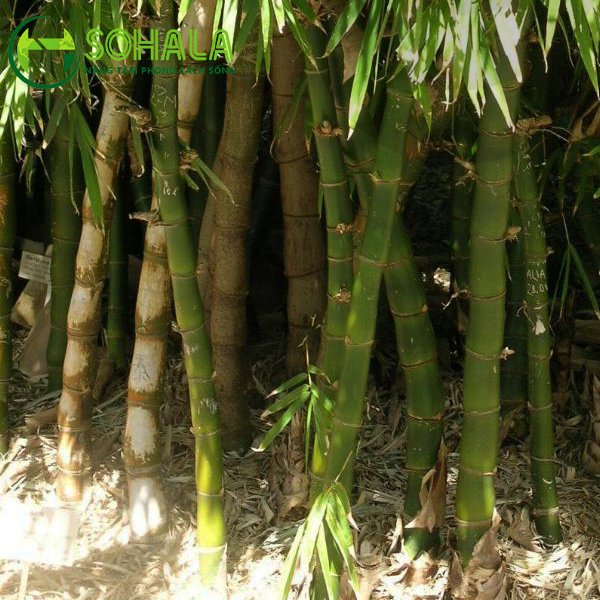 Cây Tre xanh 3