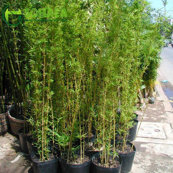 Cây Trúc quân tử 3