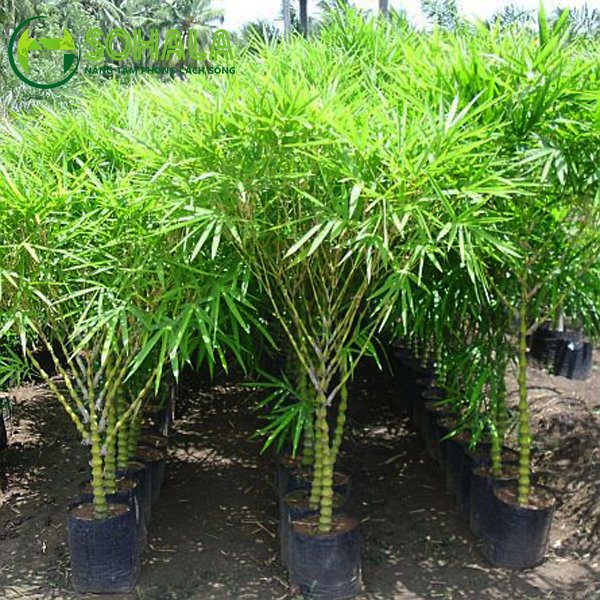 Cây Trúc đùi gà - Trúc ống điếu 3