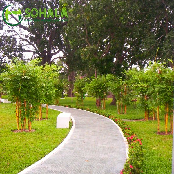 Cây Tre vàng sọc 3