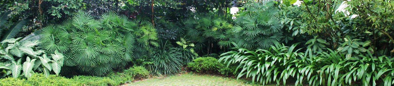 Cây Phượng Vỹ hoa cam 2