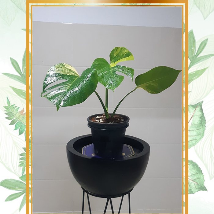 Monstera Borsigiana Aurea Variegata