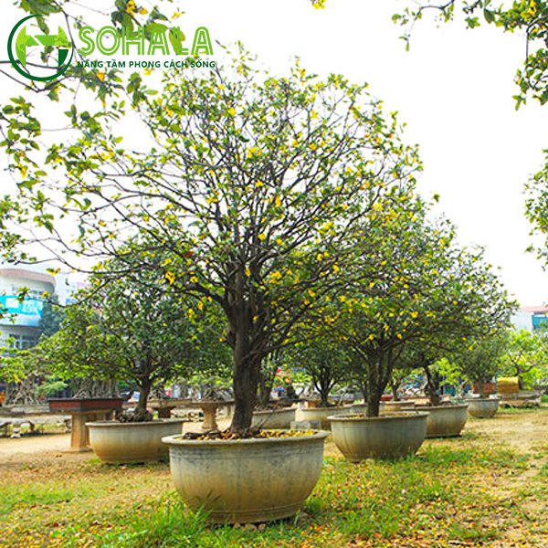 Cây Mai tứ quý 3