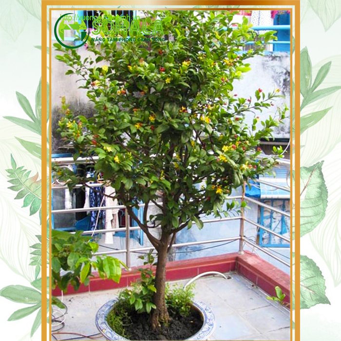 Cây Mai tứ quý