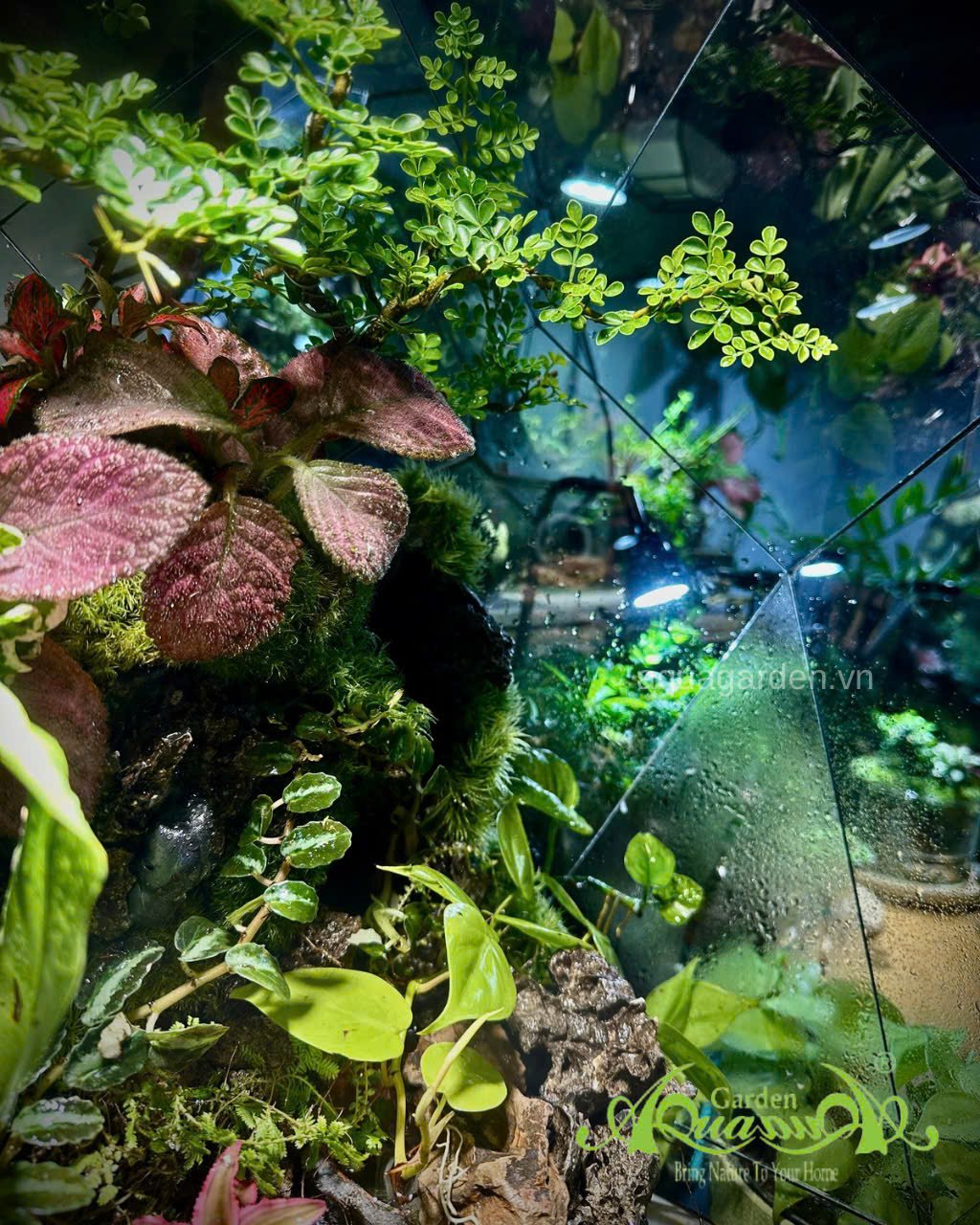 Terrarium 396 - Terrarium Kim Cương – Nghệ thuật thiên nhiên 3