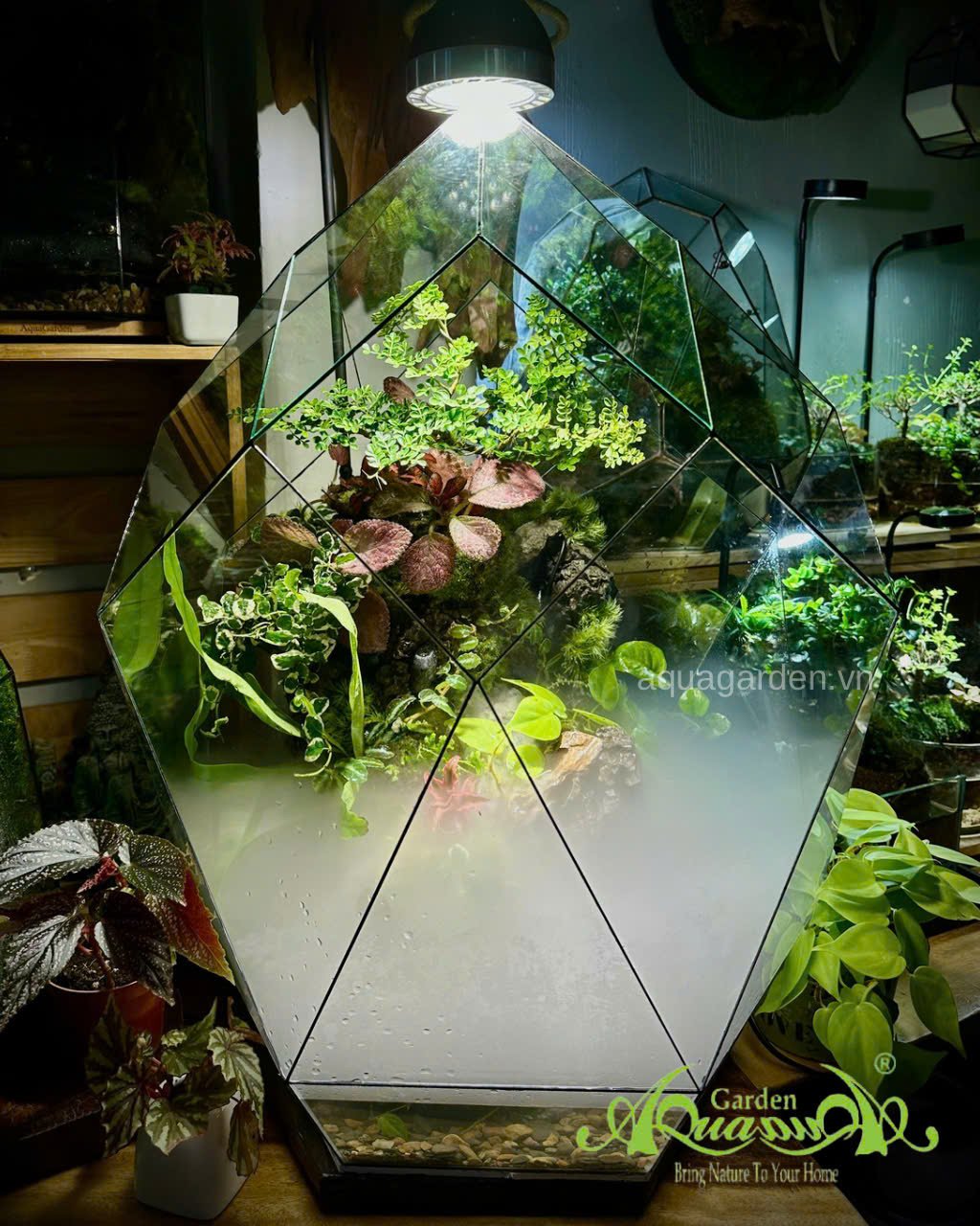 Terrarium 396 - Terrarium Kim Cương – Nghệ thuật thiên nhiên 2