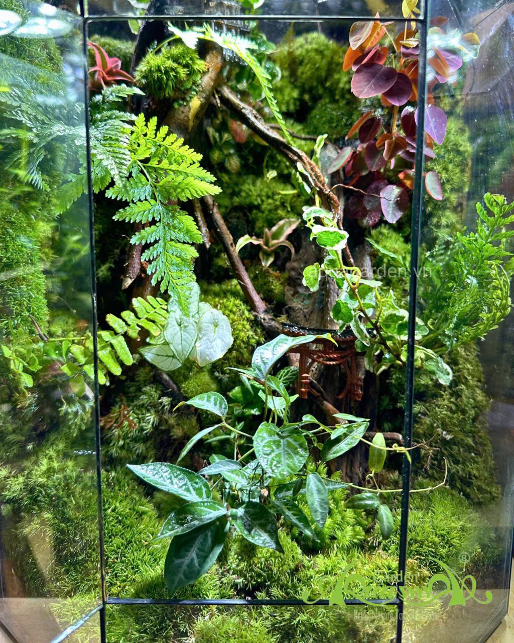 Terrarium 395 - Mộc Uyên 3
