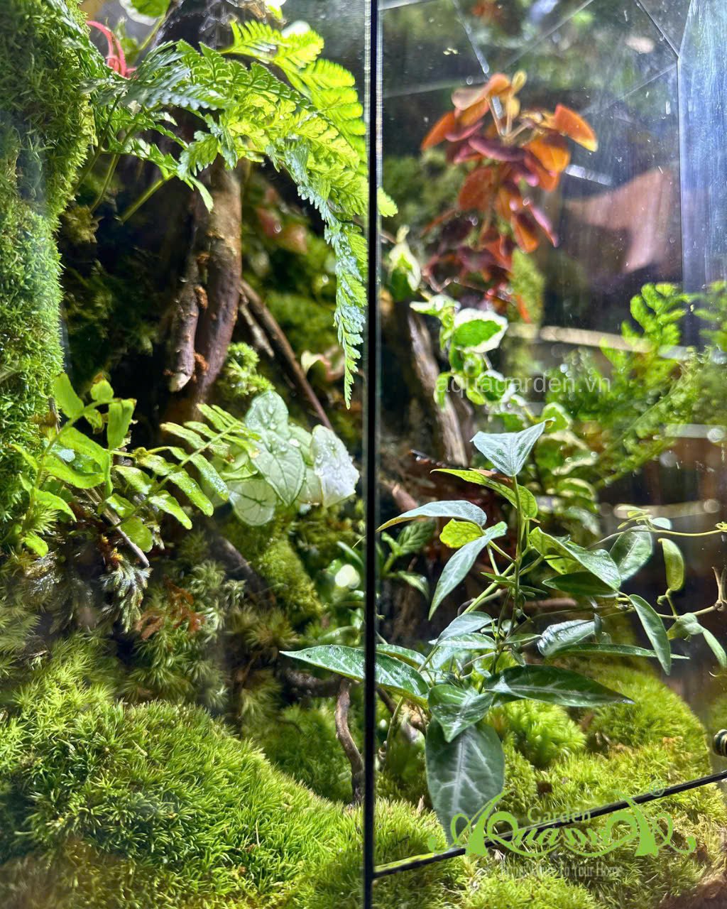 Terrarium 395 - Mộc Uyên 2