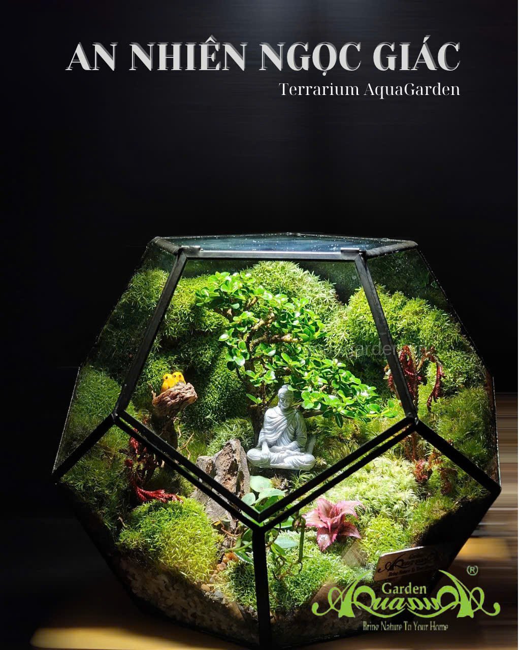 Terrarium 394 - An nhiên Ngọc giác 2