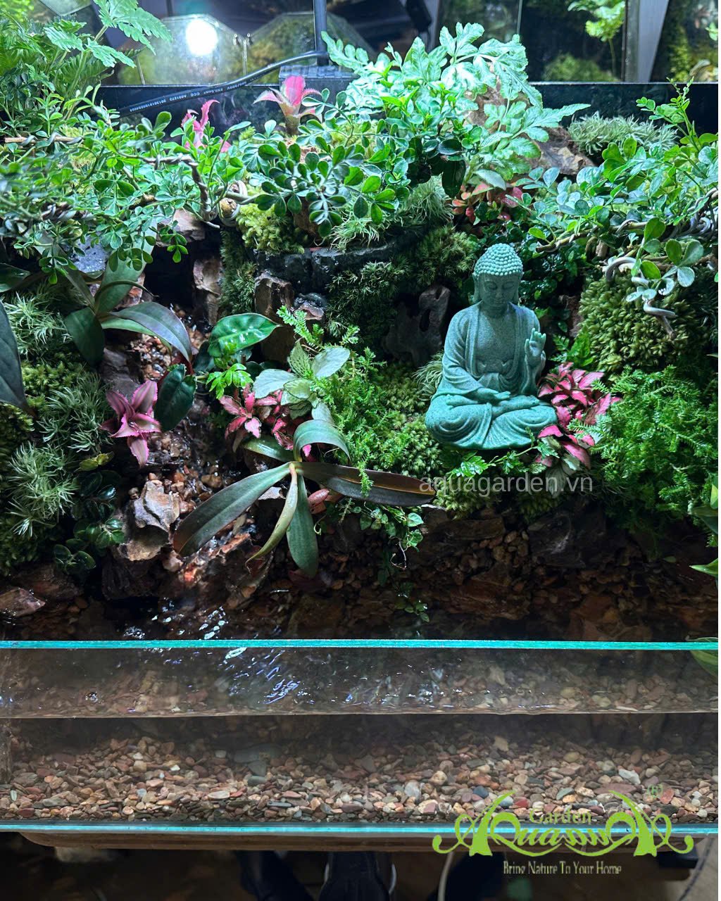 Terrarium 88 - Tịnh thủy lâm 2