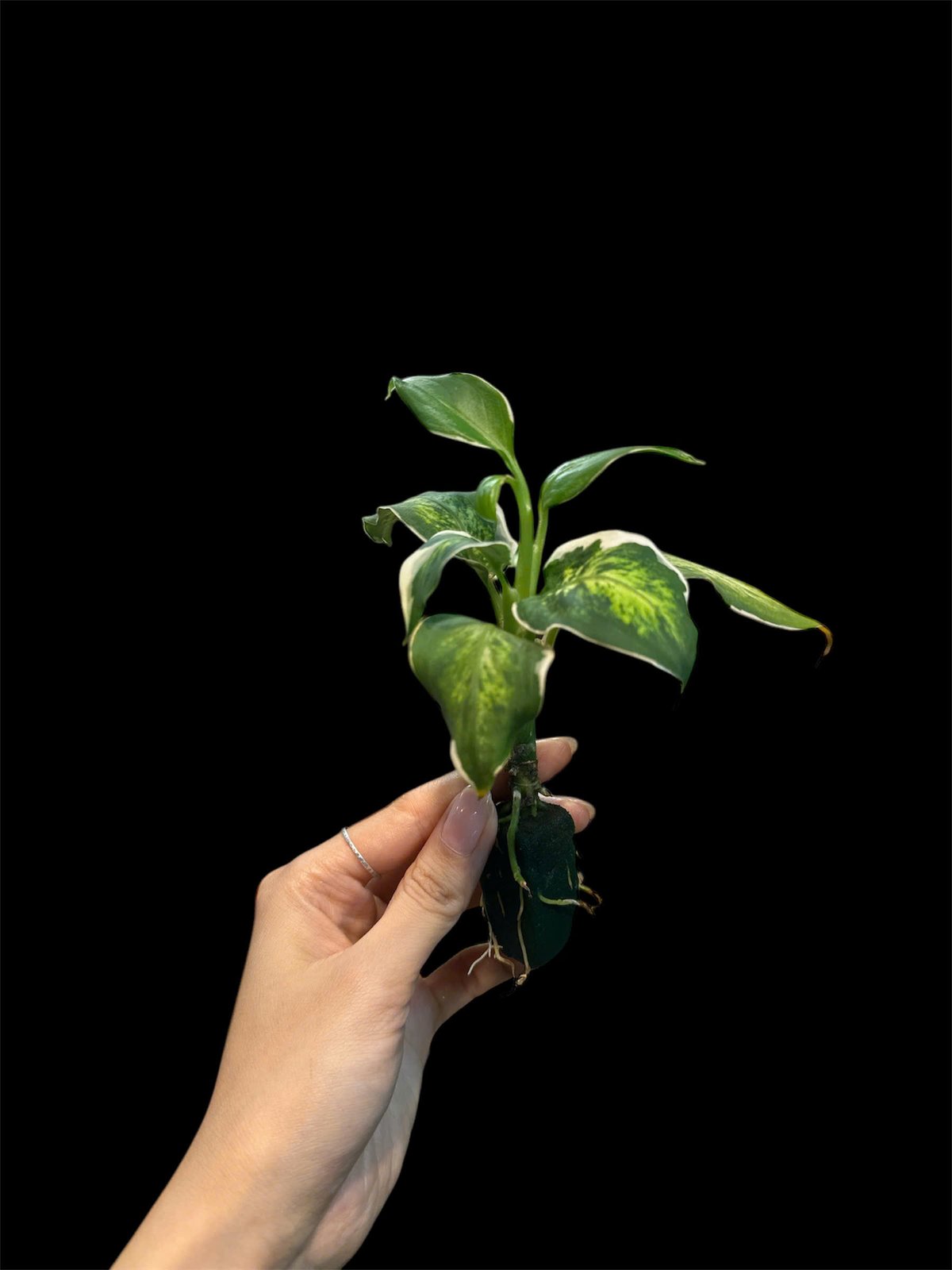 Thủy canh mini 99k - Cây trồng terrarium