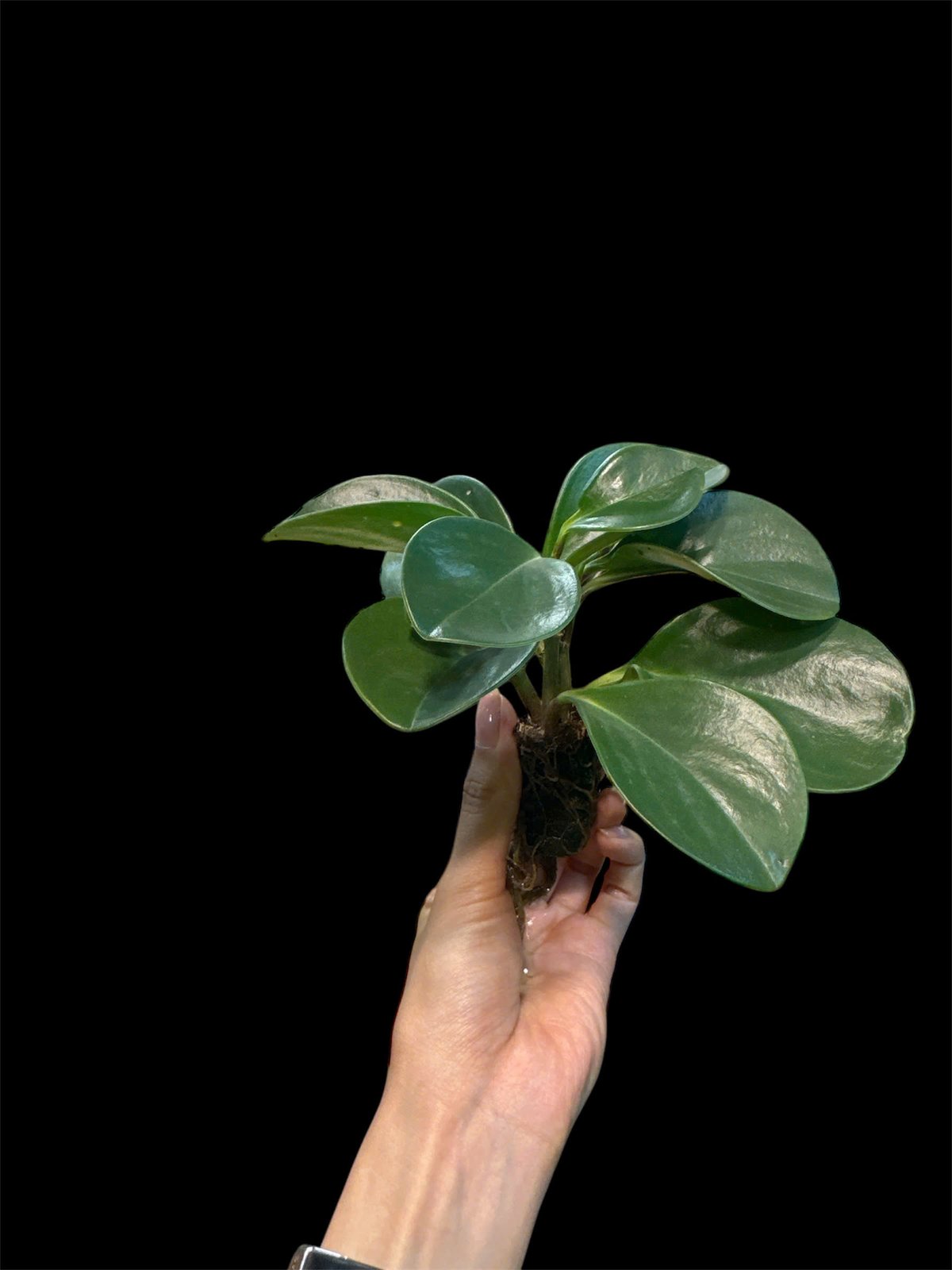 Thủy canh mini 99k - Cây trồng terrarium 2