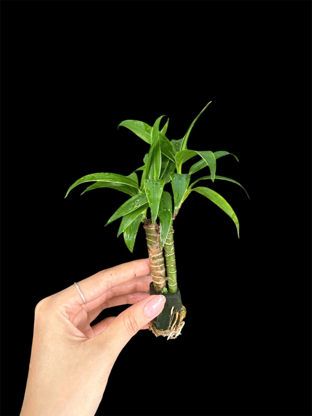 Thủy canh mini 79k - Cây trồng terrarium 2