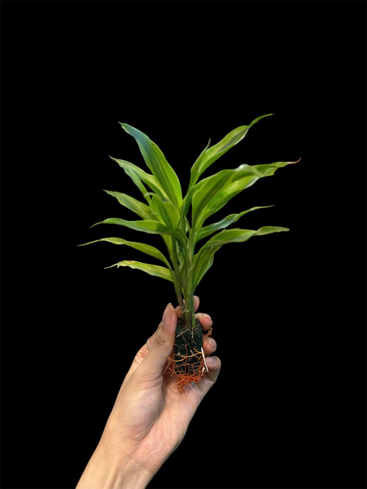 Thủy canh mini 79k - Cây trồng terrarium 3