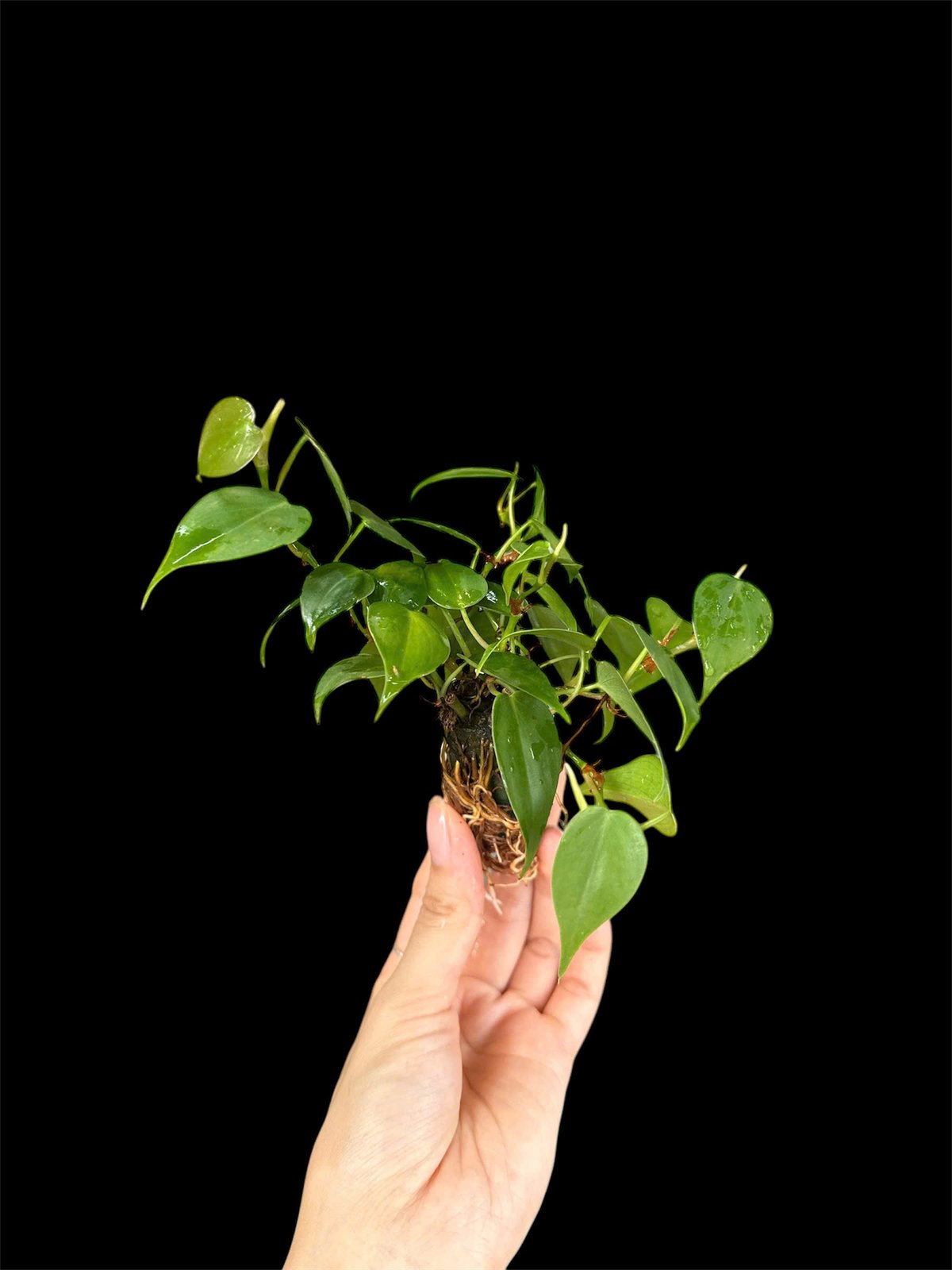 Thủy canh mini 49k - Cây trồng terrarium 3