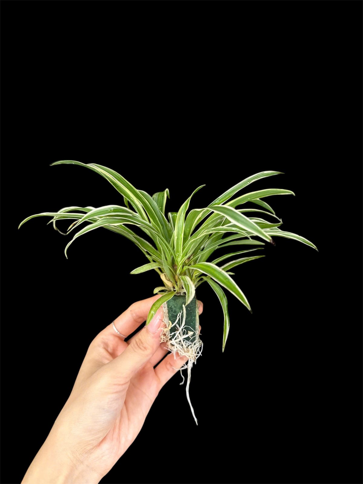 Thủy canh mini 49k - Cây trồng terrarium 2