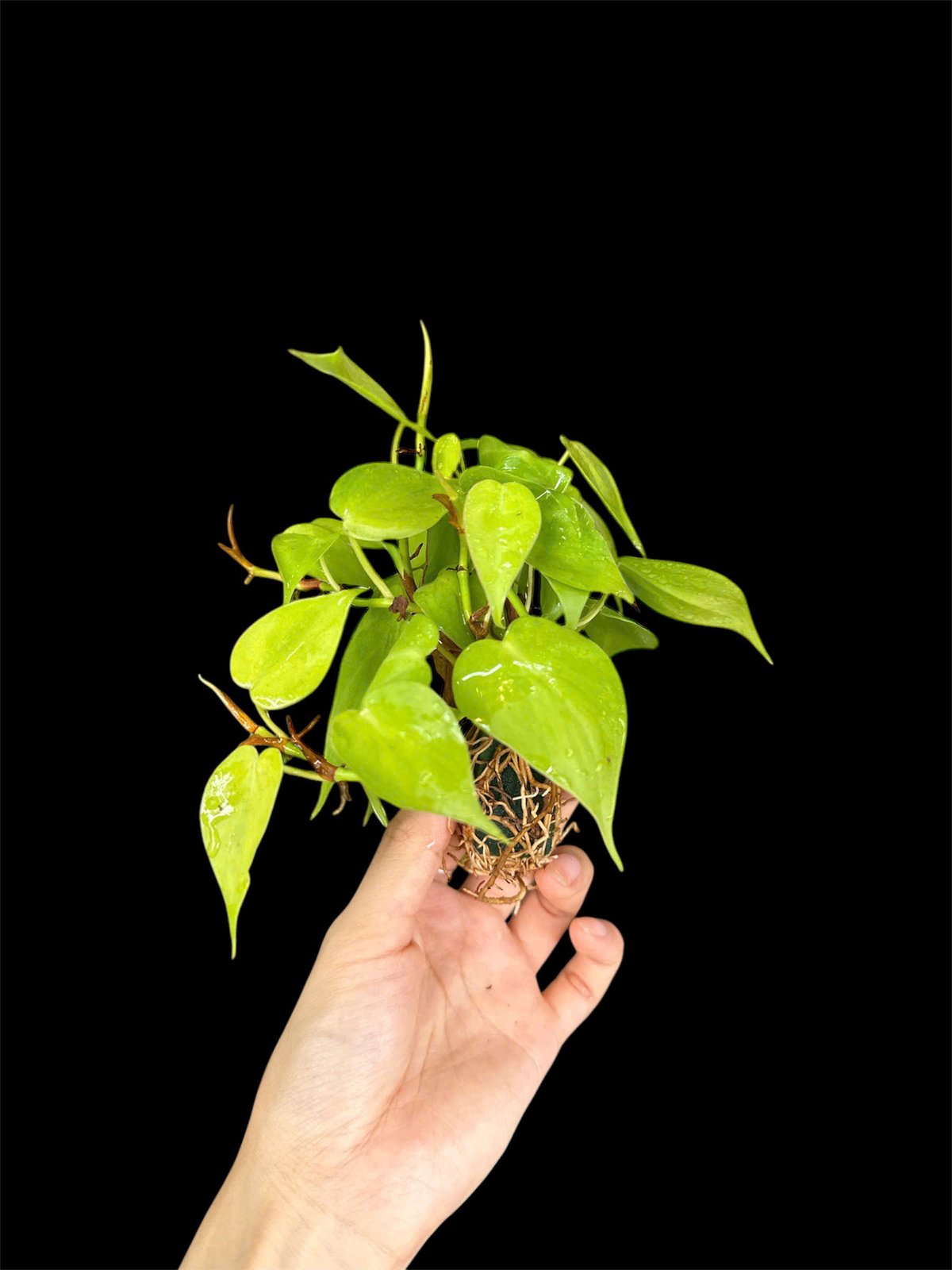 Thủy canh mini 49k - Cây trồng terrarium