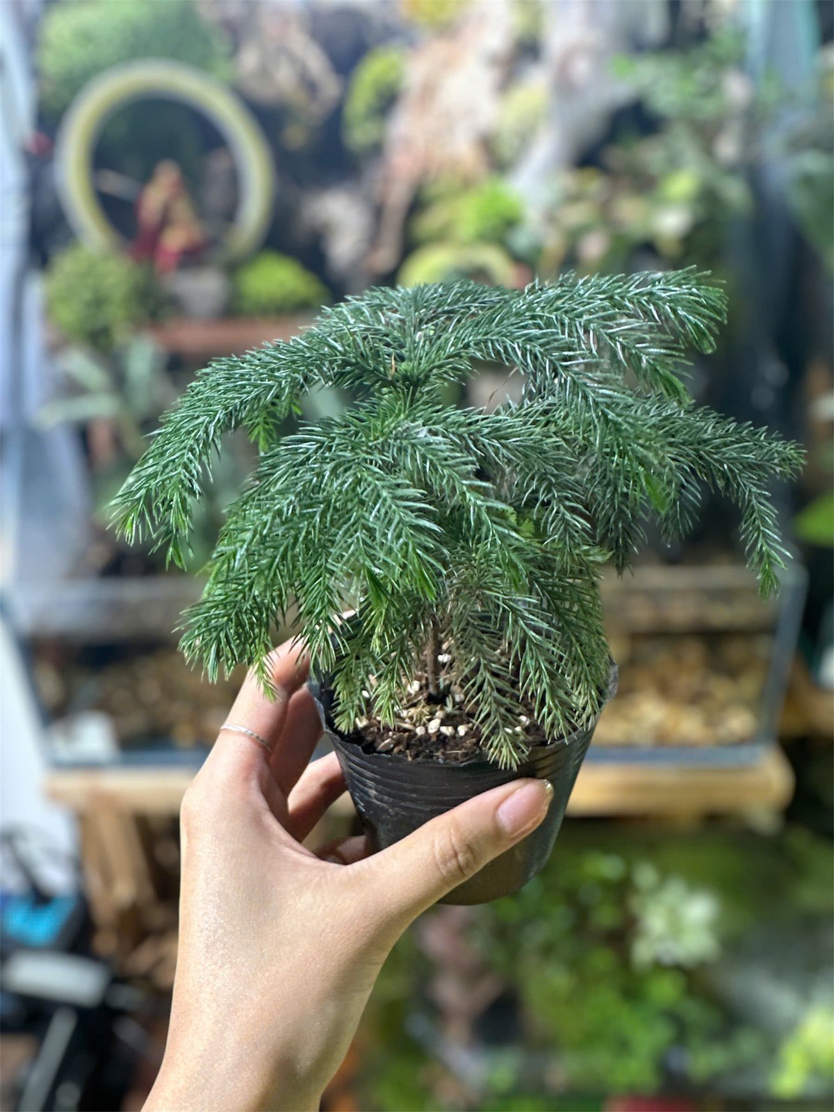 Tùng bồng lai 2