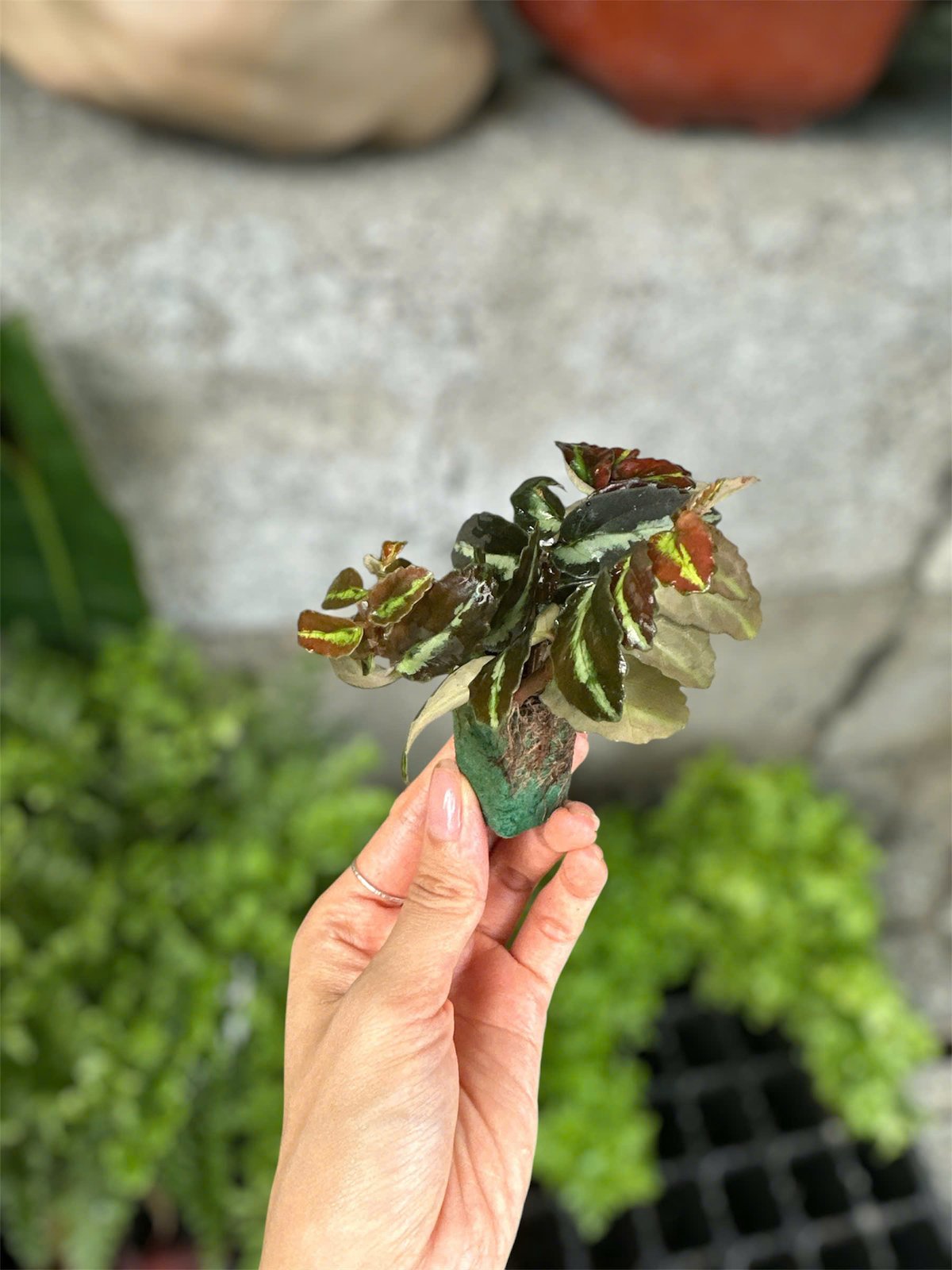Thằn lằn nhung - Cây trồng Terrarium 2