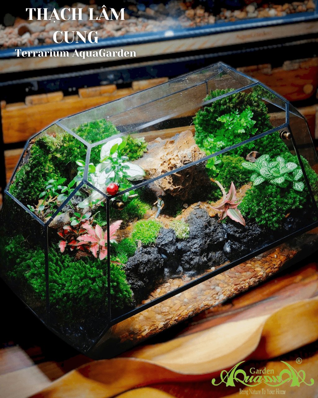 Terrarium 386 - Thạch Lâm Cung