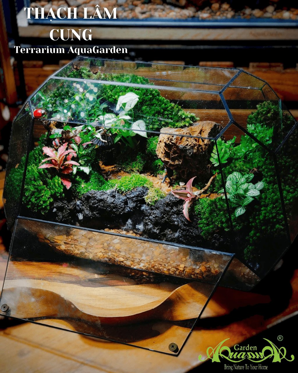 Terrarium 386 - Thạch Lâm Cung 2