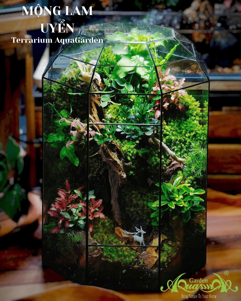 Terrarium 384 - Mộng Lam Uyển 2