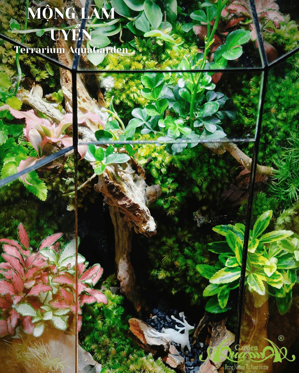 Terrarium 384 - Mộng Lam Uyển 3