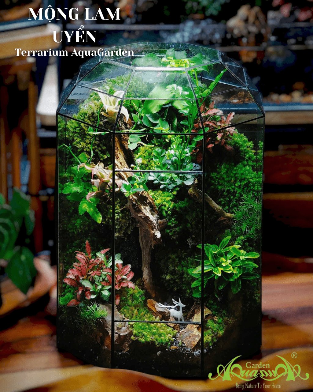 Terrarium 384 - Mộng Lam Uyển