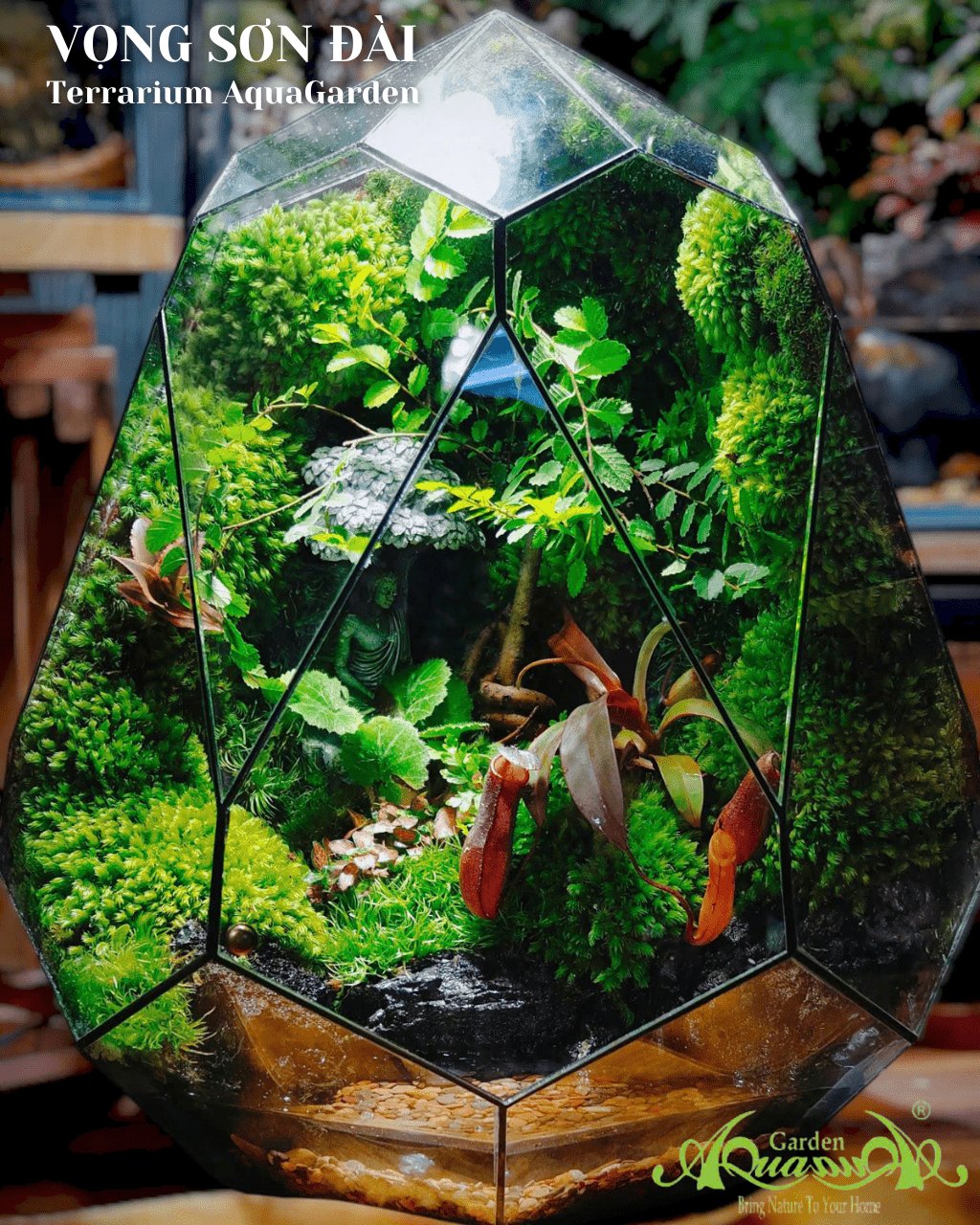 Terrarium 383 - Vọng Sơn Đài 2