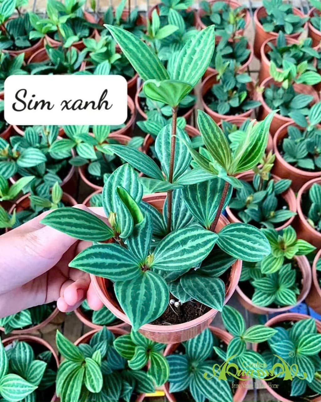 Sim Xanh - Cây Trồng Terrarium AquaGarden