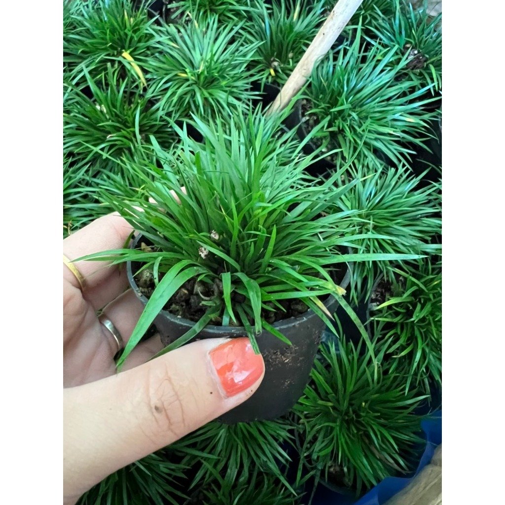 Thạch Xương Bồ - Cây Trồng Terrarium AquaGarden 2