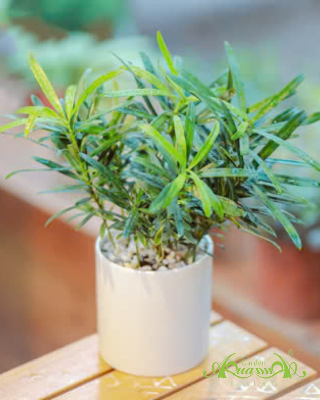Tùng La Hán - Cây Trồng Terrarium AquaGarden