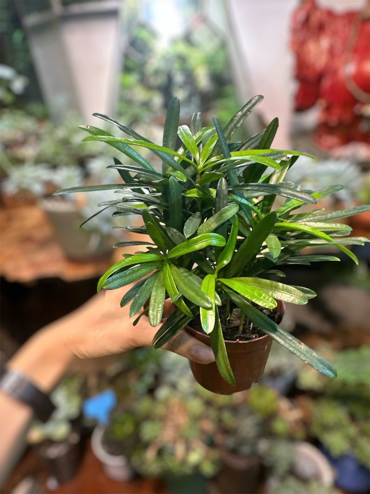 Tùng La Hán - Cây Trồng Terrarium AquaGarden 2