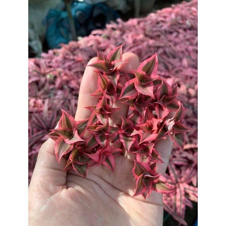 Dứa Hồng Phụng - Dứa Nam Mỹ - Cây Trồng Terrarium AquaGarden 3
