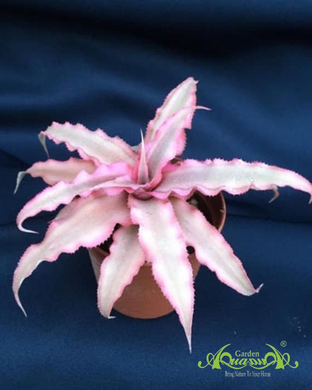 Dứa Hồng Phụng - Dứa Nam Mỹ - Cây Trồng Terrarium AquaGarden 2