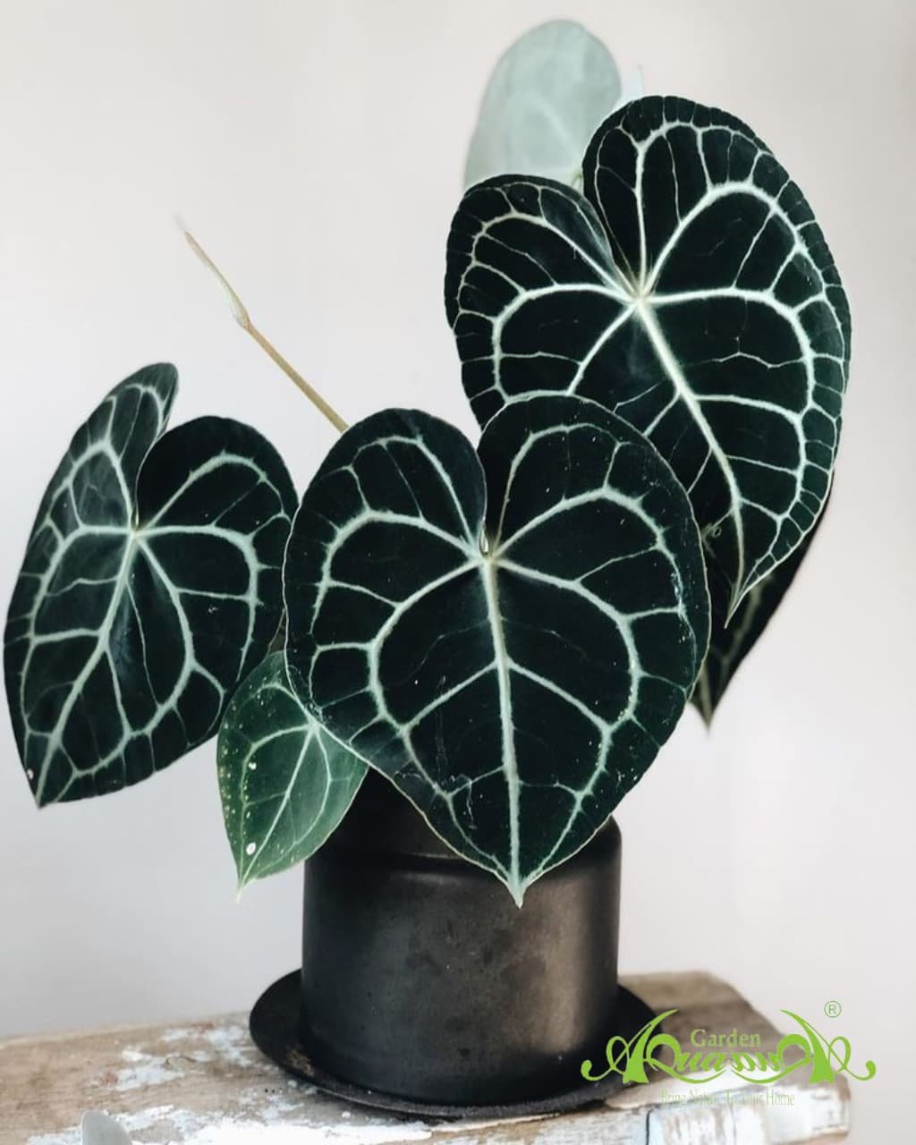 Anthurium - Cây Trồng Terrarium AquaGarden
