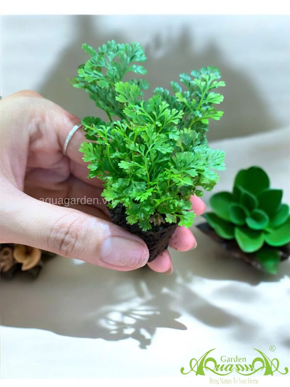 Dương Xỉ Mini - Cây Trồng Terrarium AquaGarden 2